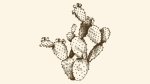 A Prickly Pear History Lesson