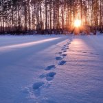 Alison Benis White: Light on the Page