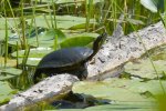 A Turtle's Silver Bead of Quietude