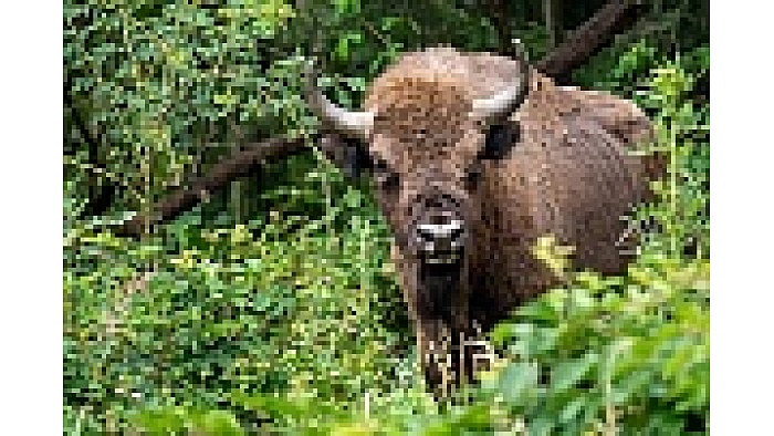 A Century After Vanishing, a Gentle Giant Returns