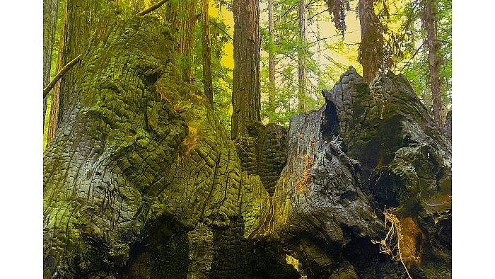 What a 2,000 Year Old Tree Remembers