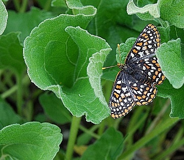 Endangered Butterflies Are Thriving Behind Bars