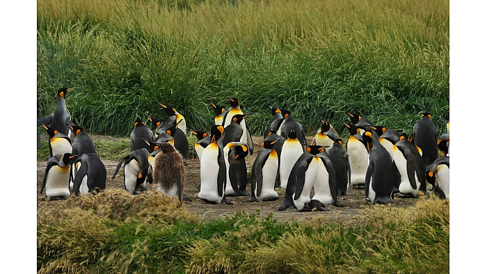 How a Kindergarten Teacher Became the Accidental Guardian of 200 King Penguins