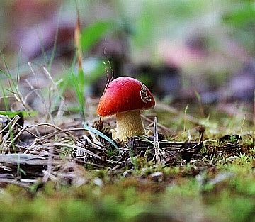 How Our Lineages Mirror the Mycelial Network