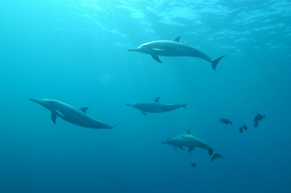 How Discarded Plastic Bottles Are Saving Dolphins