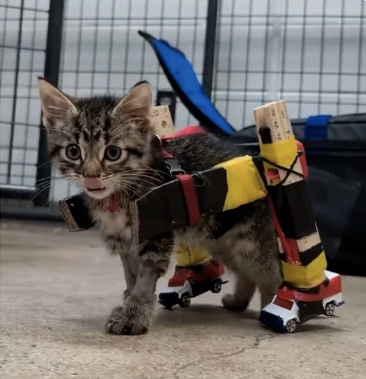 Hot Wheels Wheelchair for a Tiny Kitten