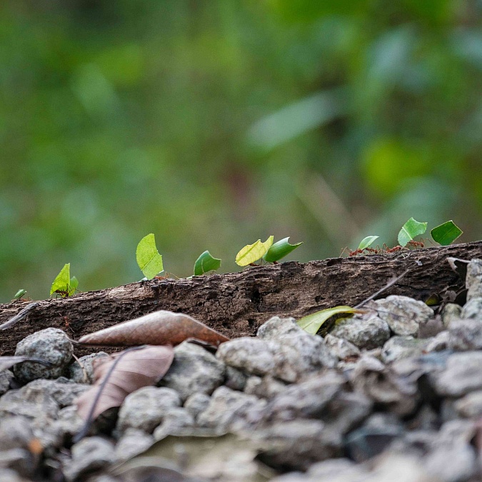 Five Decision-Making Lessons From Bugs