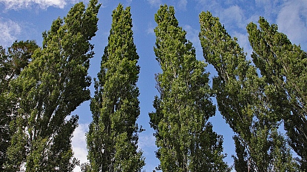 How Trees Stand Tall