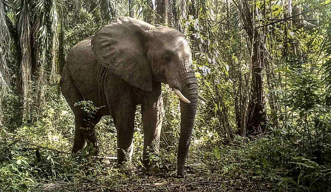Tanzania's First Official Wildlife Corridor Is Good News for Elephants