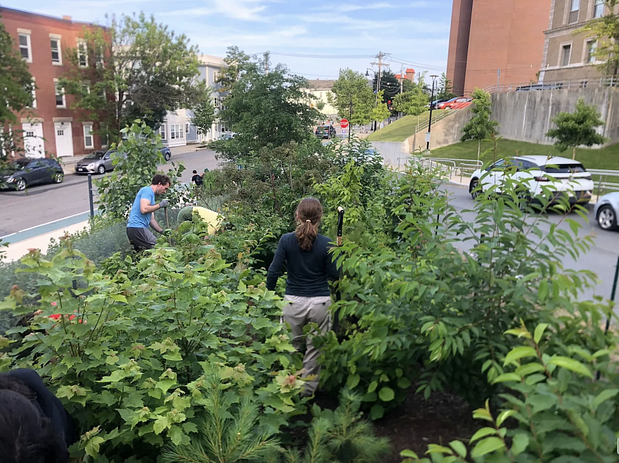The Miniforest Movement Gains Ground in the U.S.