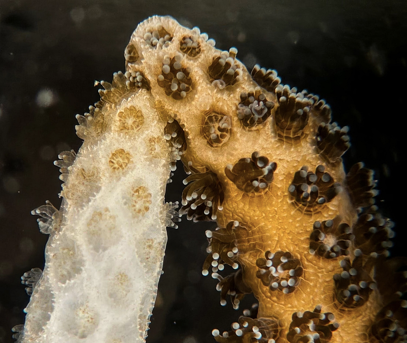 The Coral That Heals